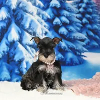 AKC Lucy, a female Miniature Schnauzer for sale in Antlers, OK – Photo 4 of 6