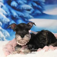 AKC Lucy, a female Miniature Schnauzer for sale in Antlers, OK – Photo 1 of 6