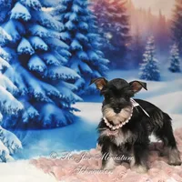 AKC Lucy, a female Miniature Schnauzer for sale in Antlers, OK – Photo 6 of 6