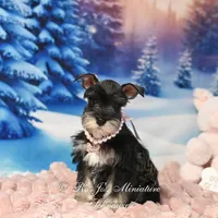AKC Lucy, a female Miniature Schnauzer for sale in Antlers, OK – Photo 3 of 6