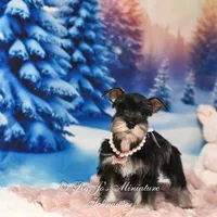 AKC Lucy, a female Miniature Schnauzer for sale in Antlers, OK – Photo 5 of 6
