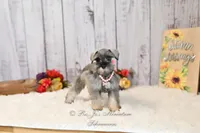 AKC Salt & Pepper | Sydney, a female Miniature Schnauzer for sale in Antlers, OK – 7 of 7