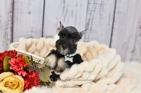 AKC Salt & Pepper | Bella, a female Miniature Schnauzer for sale in Antlers, OK – 4 of 5