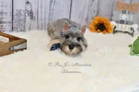 AKC Salt & Pepper | Max, a male Miniature Schnauzer for sale in Antlers, OK – 4 of 7