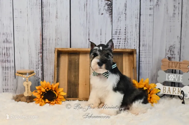 AKC Parti Mini Schnauzer | Stoeger – Miniature Schnauzer puppy for sale in Antlers, OK