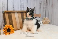 AKC Parti Mini Schnauzer | Stoeger, a male Miniature Schnauzer for sale in Antlers, OK – 5 of 8