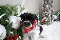 AKC Lil Max, a male Miniature Schnauzer for sale in Antlers, OK – Photo 5 of 7