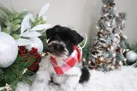 AKC Lil Max, a male Miniature Schnauzer for sale in Antlers, OK – Photo 3 of 7
