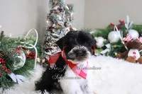 AKC Lil Max, a male Miniature Schnauzer for sale in Antlers, OK – Photo 4 of 7