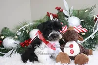 AKC Lil Max, a male Miniature Schnauzer for sale in Antlers, OK – Photo 2 of 7