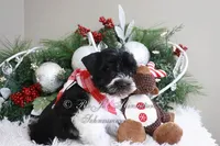 AKC Lil Max, a male Miniature Schnauzer for sale in Antlers, OK – Photo 7 of 7