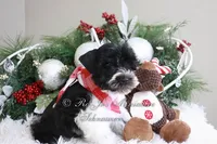 AKC Lil Max, a male Miniature Schnauzer for sale in Antlers, OK – Photo 6 of 7