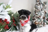 AKC Lil Max, a male Miniature Schnauzer for sale in Antlers, OK – Photo 1 of 7