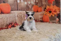 AKC Salt & Pepper Parti | Tinker Bell, a female Miniature Schnauzer for sale in Antlers, OK – 4 of 6