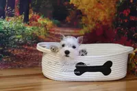 AKC White | Pearl, a female Miniature Schnauzer for sale in Antlers, OK – Photo 1 of 7