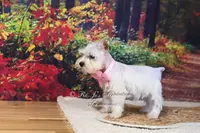 AKC White | Pearl, a female Miniature Schnauzer for sale in Antlers, OK – Photo 7 of 7