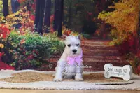 AKC White | Pearl, a female Miniature Schnauzer for sale in Antlers, OK – Photo 6 of 7