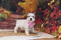 AKC White | Pearl, a female Miniature Schnauzer for sale in Antlers, OK – Photo 2 of 7