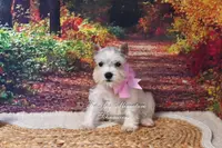 AKC White | Pearl, a female Miniature Schnauzer for sale in Antlers, OK – Photo 3 of 7