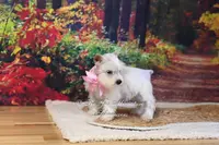 AKC White | Pearl, a female Miniature Schnauzer for sale in Antlers, OK – Photo 5 of 7