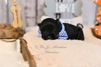 AKC Black & Silver Mini Schnauzer | Cole, a male Miniature Schnauzer for sale in Antlers, OK – 5 of 7