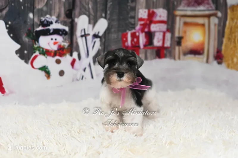 Holly | Salt & Pepper Parti