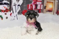 Holly | Salt & Pepper Parti, a female Miniature Schnauzer for sale in Antlers, OK – Photo 5 of 6