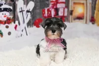 Holly | Salt & Pepper Parti, a female Miniature Schnauzer for sale in Antlers, OK – Photo 4 of 6