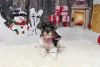 Holly | Salt & Pepper Parti, a female Miniature Schnauzer for sale in Antlers, OK – Photo 6 of 6