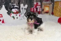 Holly | Salt & Pepper Parti, a female Miniature Schnauzer for sale in Antlers, OK – Photo 2 of 6
