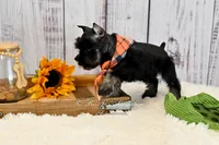 AKC Black & Silver | Ryker, a male Miniature Schnauzer for sale in Antlers, OK – 4 of 6