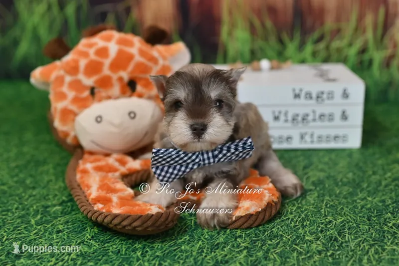 AKC Liver Pepper Boy – Miniature Schnauzer puppy for sale in Antlers, OK