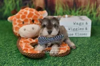 AKC Liver Pepper Boy, a male Miniature Schnauzer for sale in Antlers, OK – 1 of 7