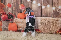 AKC Lil Miss Emmie, a female Miniature Schnauzer for sale in Antlers, OK – 7 of 7
