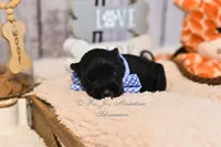 AKC Black & Silver Mini Schnauzer | Cole, a male Miniature Schnauzer for sale in Antlers, OK – 6 of 7
