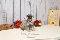 AKC Salt & Pepper | Sydney, a female Miniature Schnauzer for sale in Antlers, OK – 2 of 7