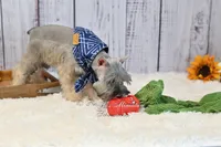 AKC Salt & Pepper | Max, a male Miniature Schnauzer for sale in Antlers, OK – 5 of 7