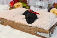 AKC Black & Silver Mini Schnauzer | Annie, a female Miniature Schnauzer for sale in Antlers, OK – 4 of 5