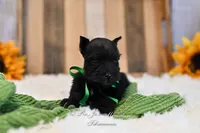 AKC Black Mini Schnauzer Boy, a male Miniature Schnauzer for sale in Antlers, OK – 8 of 8