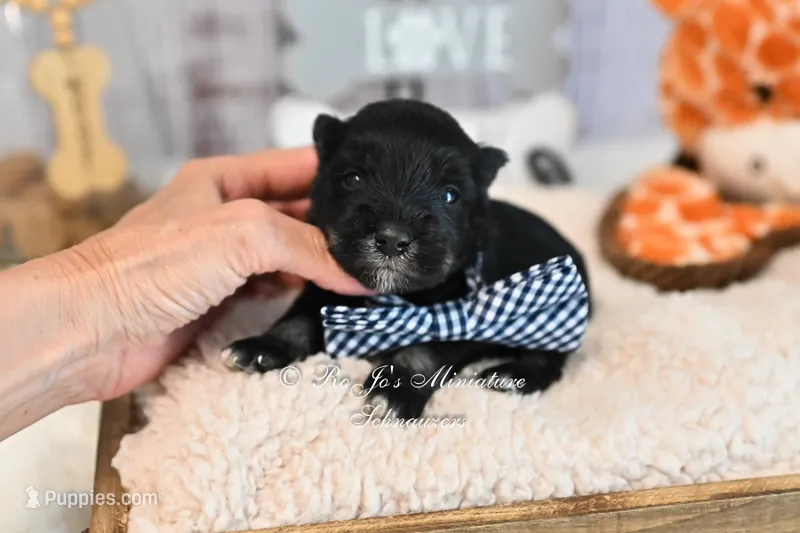 AKC Black & Silver Mini Schnauzer | Ryker – Miniature Schnauzer puppy for sale in Antlers, OK