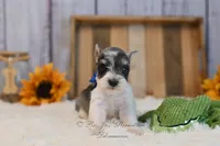 AKC Salt & Pepper Parti | Jaeger, a male Miniature Schnauzer for sale in Antlers, OK – 5 of 5