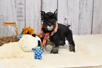 AKC Black & Silver | Ryker, a male Miniature Schnauzer for sale in Antlers, OK – 3 of 6