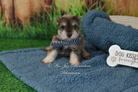 AKC Liver Pepper Boy, a male Miniature Schnauzer for sale in Antlers, OK – 3 of 7