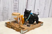 AKC Black & Silver| Abby, a female Miniature Schnauzer for sale in Antlers, OK – 10 of 10