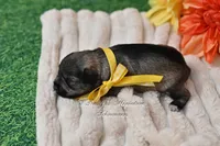 AKC Salt & Pepper Girl, a female Miniature Schnauzer for sale in Antlers, OK – 5 of 6