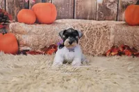 AKC Lil Miss Emmie, a female Miniature Schnauzer for sale in Antlers, OK – 5 of 7