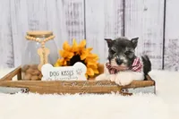 AKC Houston, a male Miniature Schnauzer for sale in Antlers, OK – 2 of 8