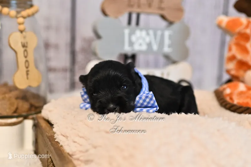 AKC Black & Silver Mini Schnauzer | Cole – Miniature Schnauzer puppy for sale in Antlers, OK