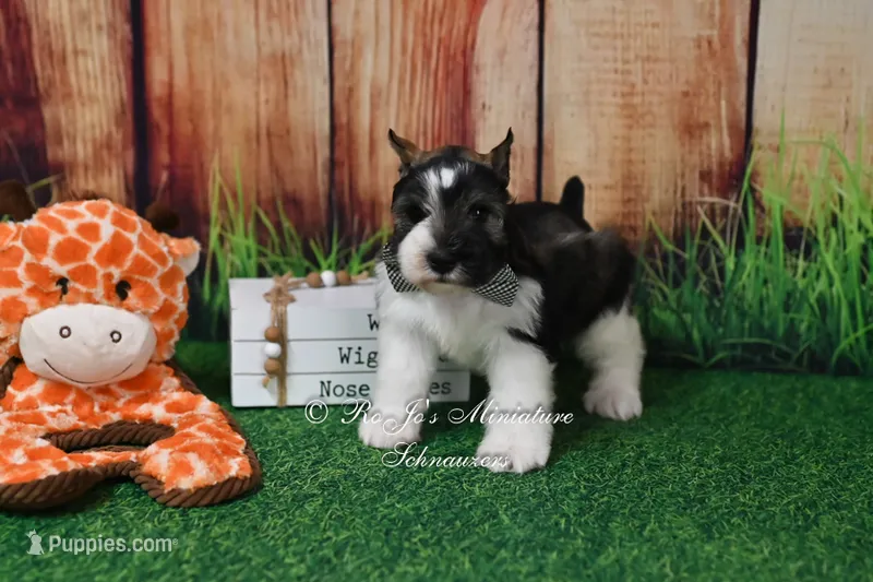 AKC Salt & Pepper Parti Boy – Miniature Schnauzer puppy for sale in Antlers, OK