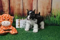 AKC Salt & Pepper Parti Boy, a male Miniature Schnauzer for sale in Antlers, OK – 1 of 5